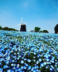 flower expo memorial park tsurumi ryokuchi osaka nemophila flower japan 大阪 花博記念公園鶴見緑地 日本 花 公園 ネモフィラ beautiful nature landscape fantastic art
