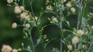 Image result for Persicaria senegalensis