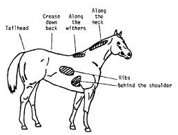 Horse Body Condition Scoring Smartpak Equine