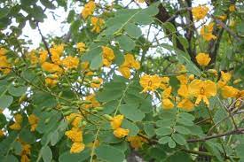 Tree with yellow flowers australia. Tipuana Weed Identification Brisbane City Council