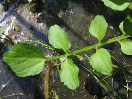Image result for Nasturtium microphyllum
