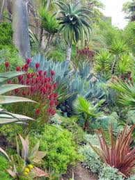 Love This Combination The Red Leucadendron Possibly Winter Red And The Phormium Really Pop Among T Drought Tolerant Garden Dry Garden Tropical Landscaping