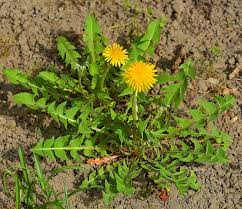 The predecessor of löwenzahn was the series pusteblume, whose first broadcast took place on i like the old series of löwenzahn with peter lustig (9) but i don't like the new continue series with. Datei Lowenzahn Jpg Wikipedia