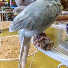 Check spelling or type a new query. Omar S Exotic Birds Pet Store In Santa Monica
