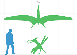 file caulkicephalus size chart png wikimedia commons