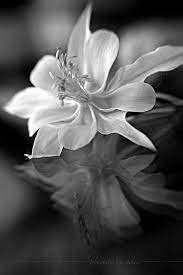 586 immagini gratis di foto in bianco e nero. Black And White Reflection Bianco E Nero Immagini Di Fiori Arte Floreale