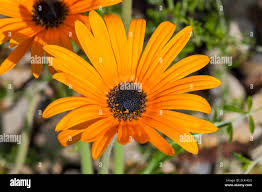 Image result for Arctotis