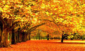 Find a hd wallpaper for your mac, windows, desktop or android device. Free Download Autumn Wallpaper High Resolution Wallpapers Abstract 1600x968 For Your Desktop Mobile Tablet Explore 64 Autumn Wallpapers For Desktop Thanksgiving Desktop Wallpaper Download Free Wallpapers And Screensavers Fall