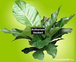 Pin On Unusual Plants