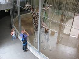 Giraffe Dresden Inside Savanne Inspiration