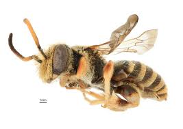 Image result for Lipotriche