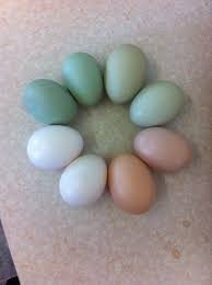 Black Australorp Egg Color Pure Araucanas Blue Eggs Araucana X Green Egg Plymouth Rock Pink Egg Polish Frizzle White Egg And Some Bantams Blue Chicken Eggs Blue Chicken Chickens