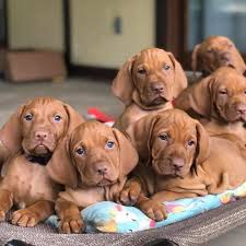 Earn points & unlock badges learning, sharing & helping adopt. Vizsla Rescue Haven Home Facebook
