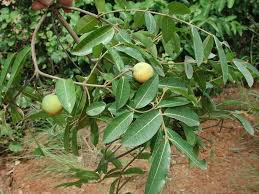 Image result for Landolphia rufescens