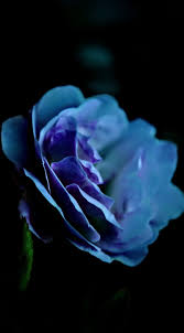 See more ideas about iphone wallpaper, tumblr wallpaper, cute wallpapers. Hd Roses Neon Black Wallpapers Peakpx