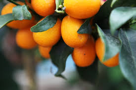 When Should I Copper Sulfate My Fruit Trees
