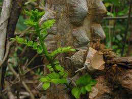 Image result for Harrisonia