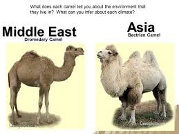 Camels can live in dry lands where there is little feed and water available. Islam History Of Islam Islam Started In The Arabian Peninsula What Is Today Saudi Arabia Ppt Download