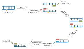 In this video collaboration from khan academy and 23andme, you'll learn about the variations in human dna called snps, and how they can be used to. Kompetitive Allele Specific Pcr Wikipedia