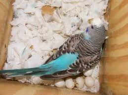 Makanan burung dara biar cepat bertelur. 13 Tips Ternak Parkit Agar Cepat Bertelur Arenahewan Com