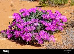 Image result for Lampranthus spp.