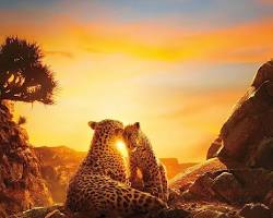 Image of Our Planet (2019) Netflix Show