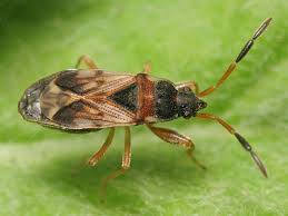 Image result for Scolopia stolzii