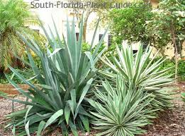 Native to arid, desert like climates, they actually. Agave Yucca