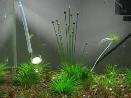 Maybe you would like to learn more about one of these? Flowering Aquarium Plants Off 74 Www Usushimd Com