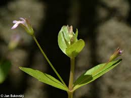 Image result for Lindernia conferta