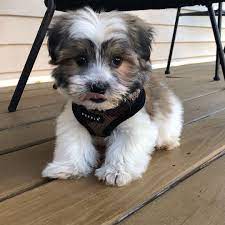 You always have the option to wait until a future litter without losing your spot on our wait list. Cavapoo Puppies For Sale Near Me Home