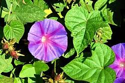 Image result for Ipomoea parasitica