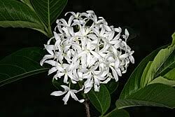 Image result for Holarrhena pubescens