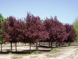 The most popular plum tree for commercial use and home growing, the santa rosa produces tons of sweet, dark purple fruit. Flowering Plum Tree Varieties