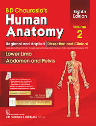 Its upper and lower surfaces are flattened and rough, and give attachment to the intervertebral fibrocartilages, and each. Amazon Com Bd Chaurasia S Human Anatomy Regional Applied Dissection Clinical Vol 2 Lower Limb Abdomen Pelvis 8e Regional And Applied Dissection And Clinical Lower Limb Abdomen And Pelvis Ebook Chaurasia