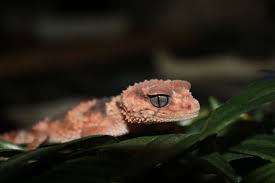 The businesses listed also serve surrounding cities and neighborhoods including palm desert ca, palm springs ca, and la quinta ca. Exclusive Reptile And Hydroponic Shop Reptile And Grow