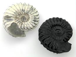 Watch ammonite online full movie, ammonite full hd with english subtitle. Ammonites For Earth Sciences Week Celebration Academic Technology Resources Centers