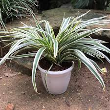 Image result for Chlorophytum lancifolium