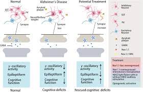 Frontiers Gabaergic Inhibitory Interneuron Deficits In Alzheimer S Disease Implications For Treatment Neuroscience