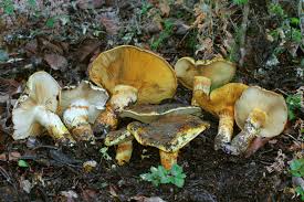 Image result for Plinthus karooicus