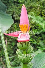Image result for Musa ornata
