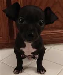 I have a female 2 year old chihuahua. Clingy Chihuahuas The Chihuahua Information Center