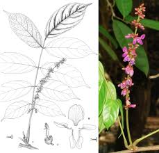 Image result for Millettia