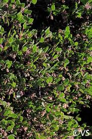 Image result for Manniophyton