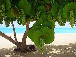 Twitter Islandromance1 A Little Slice Of Heaven In Trees To Plant Unusual Plants Weird Trees