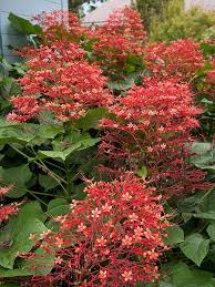 Image result for Clerodendrum poggei