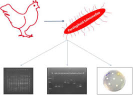 Salmonella infection (salmonellosis) is a common bacterial disease that affects the intestinal tract. Some Pathogenic Characters Of Paratyphoid Salmonella Enterica Strains Isolated From Poultry Sciencedirect