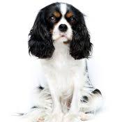 Find cavalier king charles spaniel in dogs & puppies for rehoming | find dogs and puppies locally for sale or adoption in canada : Cavalier King Charles Spaniels For Adoption Cavalier Puppies Vip Puppies
