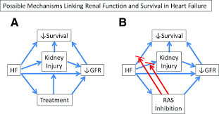Acute kidney failure (also known as acute renal failure or arf) is characterized by an abrupt decline in kidney function that leads to changes in the chemistry of the body including alterations in fluid and. Renal Function And Heart Failure Treatment Circulation Heart Failure