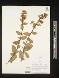 Image result for Hibiscus fuscus